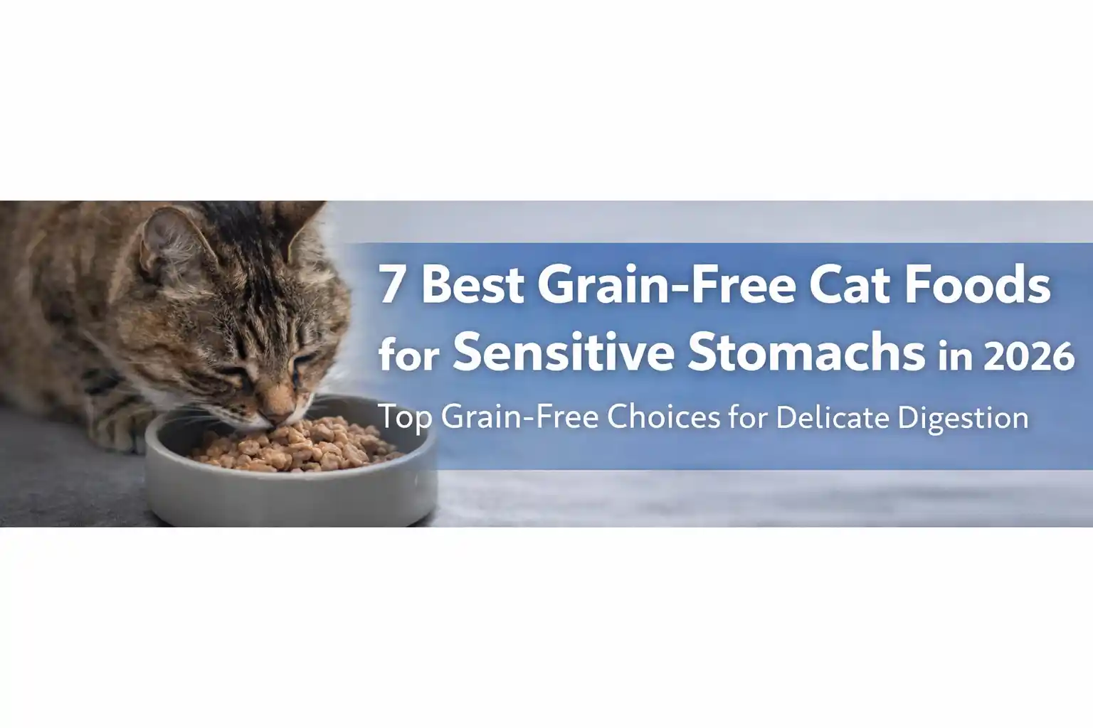 Best Cat Foods for sensitive stomachs in 2026 grain free options